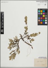 Foto von Salix repens L.